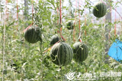 微山最近吃瓜视频,揭秘当地热点事件背后的真相