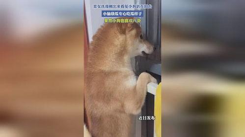 两小狗阳台吃瓜,两只小狗的悠闲午后时光