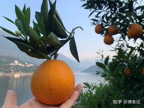 秭归伦晚 吃瓜,瓜果飘香，品味宜昌甜蜜时光