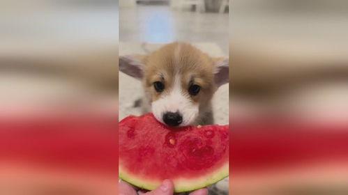 来自吃瓜小狗的,揭秘娱乐圈幕后真相