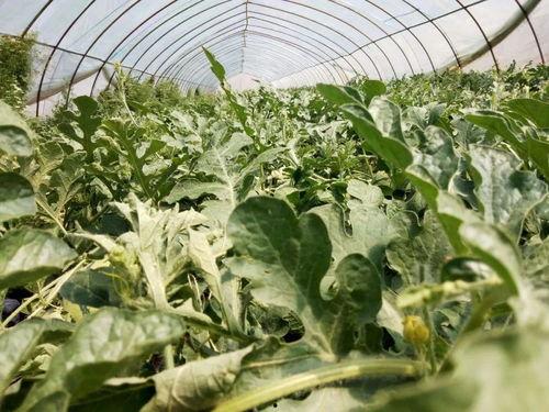 荆蔡吃瓜,揭秘娱乐圈背后的那些事儿