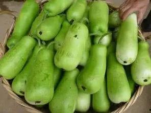 吃葫芦瓜胃疼,揭秘食用不当的后果