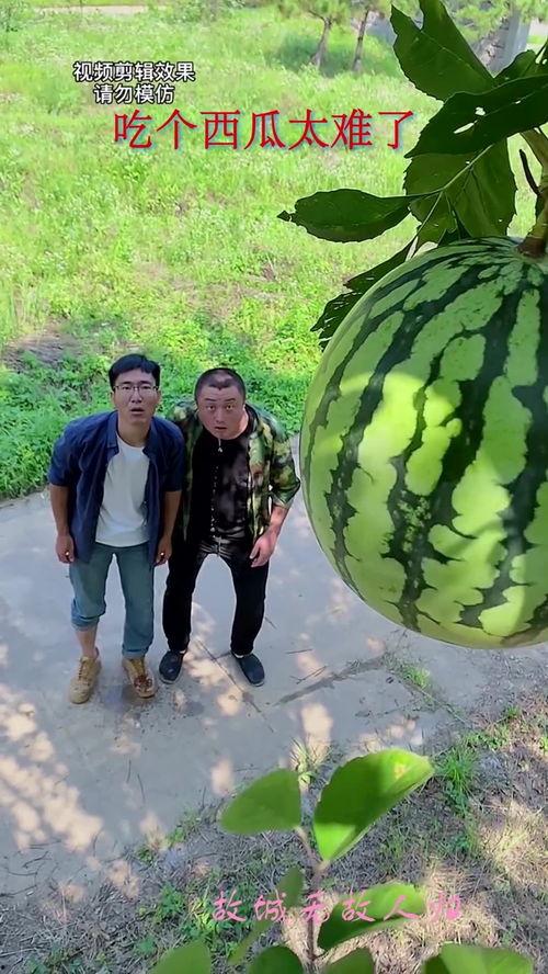 吃瓜群众摘西瓜视频,吃瓜群众教你轻松摘西瓜