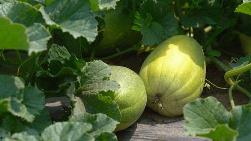 吃瓜磕到甜蜜,吃瓜磕到甜蜜的甜蜜之旅