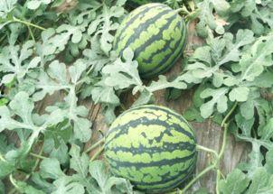 吃瓜多久吃药,了解何时服用药物的最佳时机