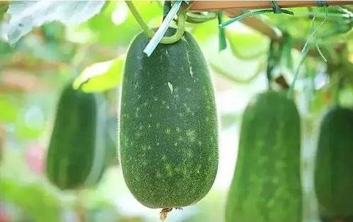 吃瓜说瓜,吃瓜说瓜，一网打尽明星幕后故事