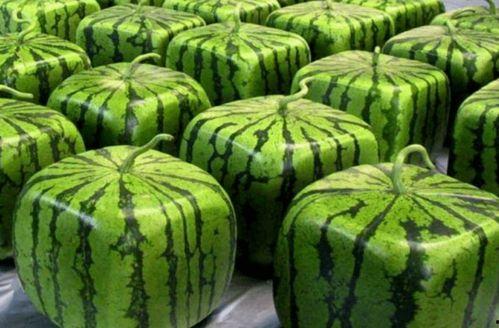 大家都哪里吃瓜,各地瓜友集结，共享吃瓜盛宴