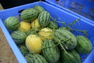 姐妹群吃瓜名称,一场趣味横生的八卦盛宴