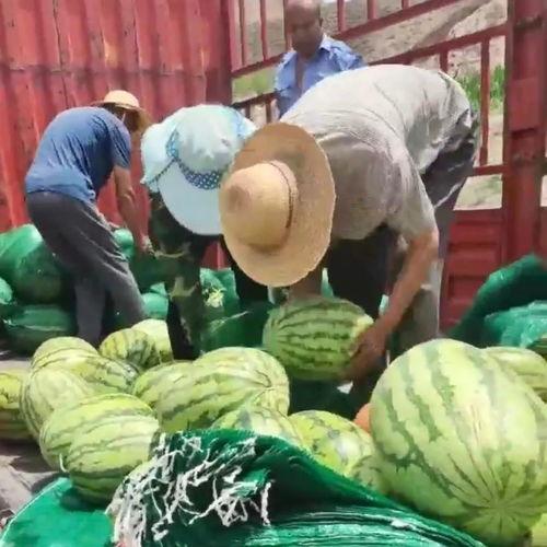 凤凰城吃瓜,揭秘吃瓜群众的狂欢盛宴