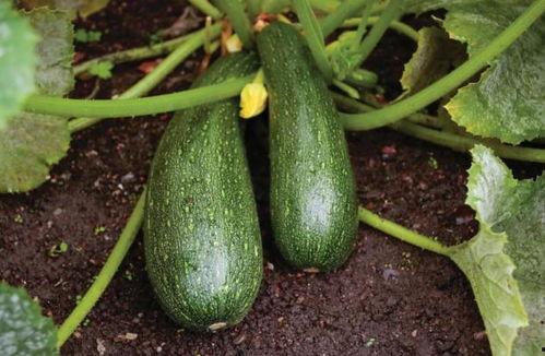 秋天你吃瓜吗,秋天也能吃瓜的奇妙体验