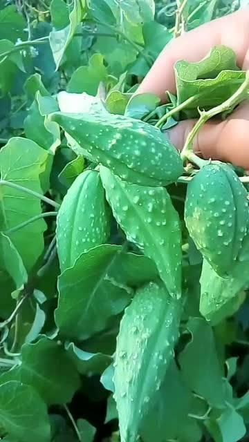 谁敢吃某某人的瓜,谁敢吃某某人的瓜，真相大揭秘