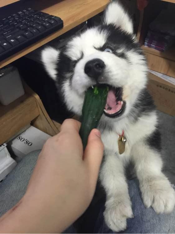 吃瓜阿拉斯加,揭秘极地雪域的神秘生活