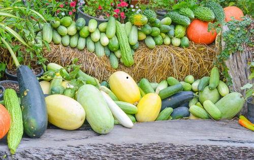 没有钱吃瓜,揭秘吃瓜界的省钱秘籍