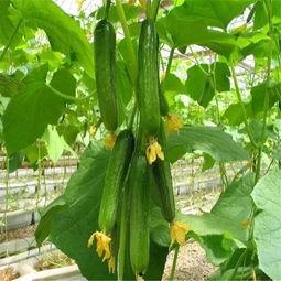 率土团建吃瓜,吃瓜群众视角下的权谋与智慧