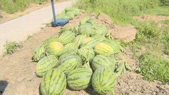 建御雷吃瓜,揭秘动漫界的神秘“吃瓜”事件