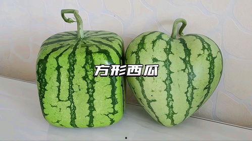 带你吃瓜吃奇葩西瓜,带你领略那些奇葩西瓜的奇妙之旅