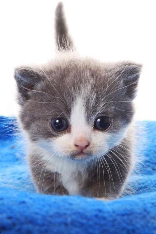 一个吃瓜神经病熊喵,一场荒诞的瓜界盛宴