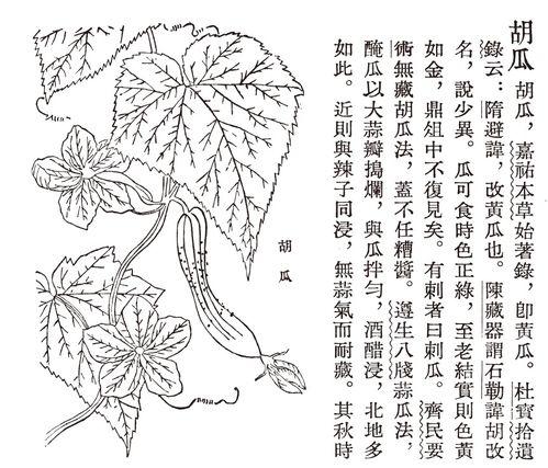 古代吃瓜长篇,揭秘古代宫廷与民间消遣生活