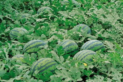 春羽吃瓜,揭秘瓜界新宠的甜蜜诱惑