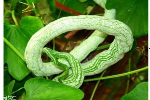 蛇瓜该怎么吃,探索美味与营养的完美结合