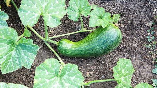 天天吃瓠瓜好吗,健康生活每一天