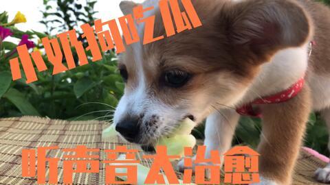 带狗狗吃瓜