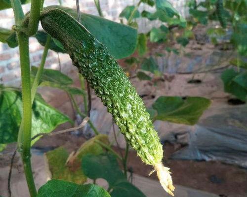 上佳市吃瓜,品味夏日甜蜜时光