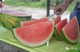 免费网站吃瓜,揭秘免费网站“吃瓜”背后的秘密与乐趣